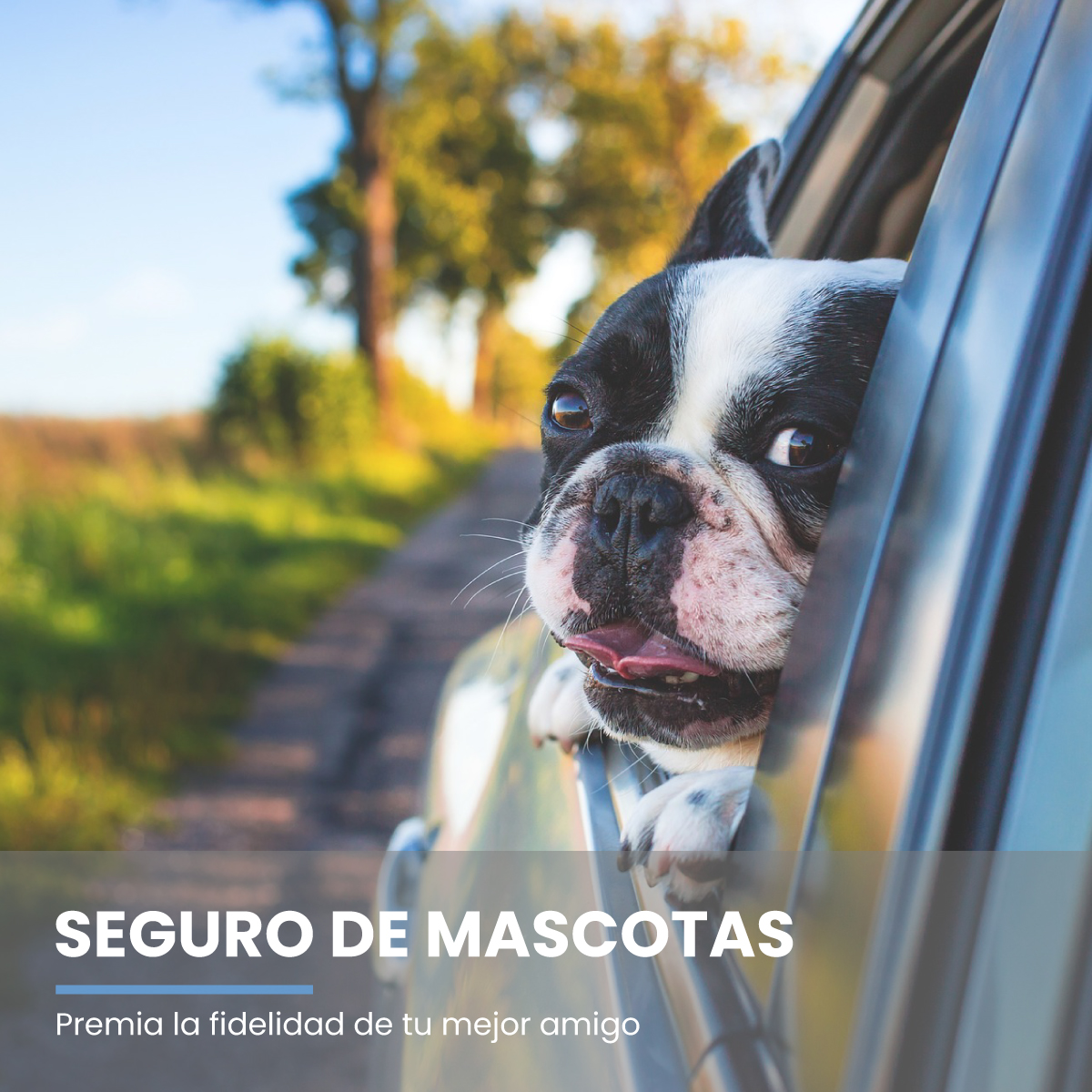 Seguro-Mascotas-GRUPO-ANBEN